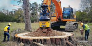 Same Day Stump Grinding Services for Fast and Efficient Results